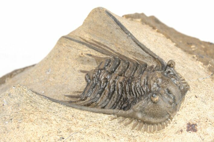 Spiny Leonaspis Trilobite Morocco #208942